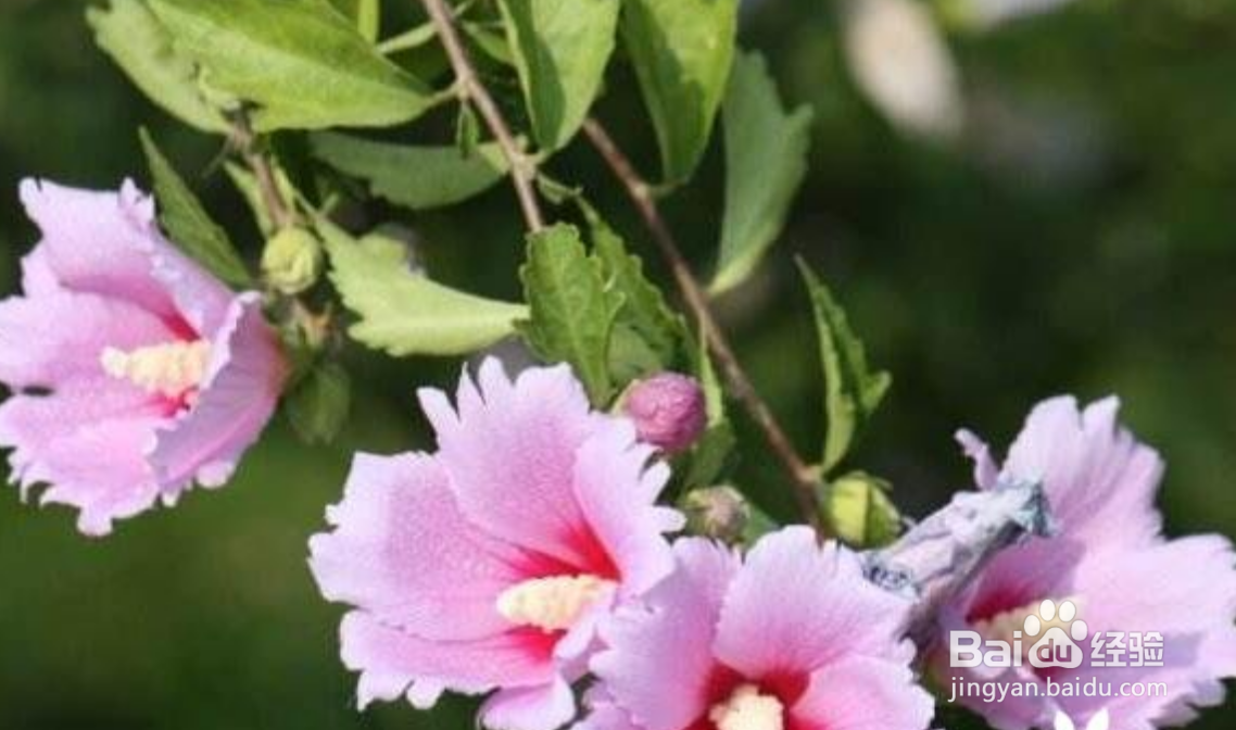 木槿花夏天怎么养护