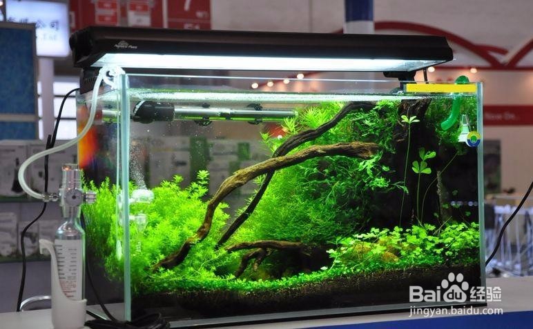 怎样选择锦鲤鱼缸