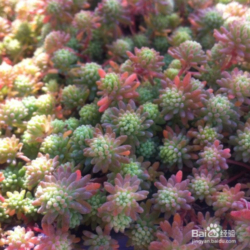 新买的薄雪万年草怎么种植