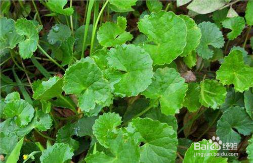 金钱草和铜钱草的区别有哪些？