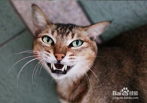 猫口角炎用什么药好的快 猫口角炎吃什么好的快 百度经验