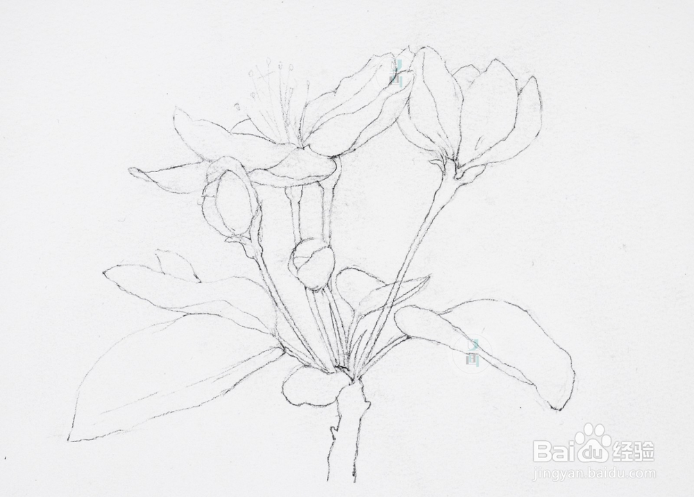 水彩花卉教程 | 跟又画一起画一幅海棠花吧