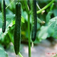 怎样拌凉菜技巧
