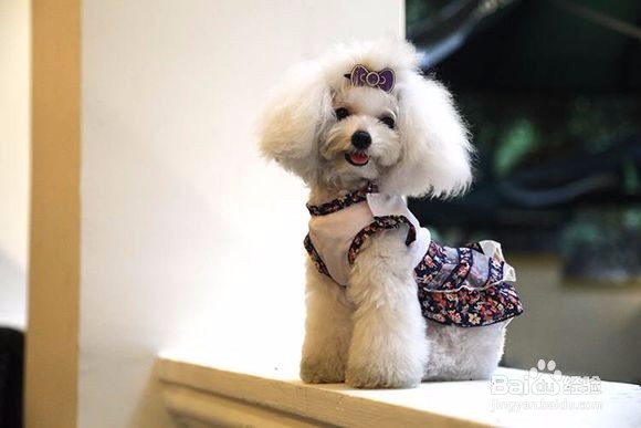 赛级贵宾犬的美容方法