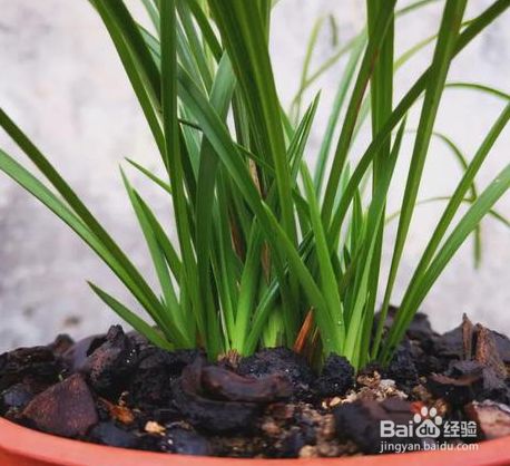 野生兰花怎么在家养才能开花