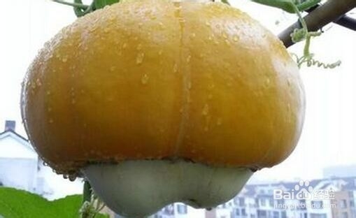 香炉瓜功效和作用详细介绍