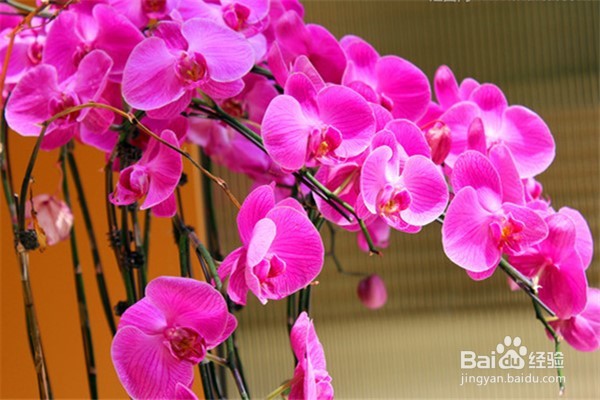 养猫家庭适合养的植物