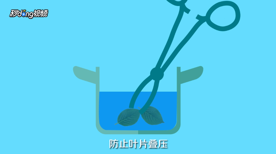 如何自制叶脉书签