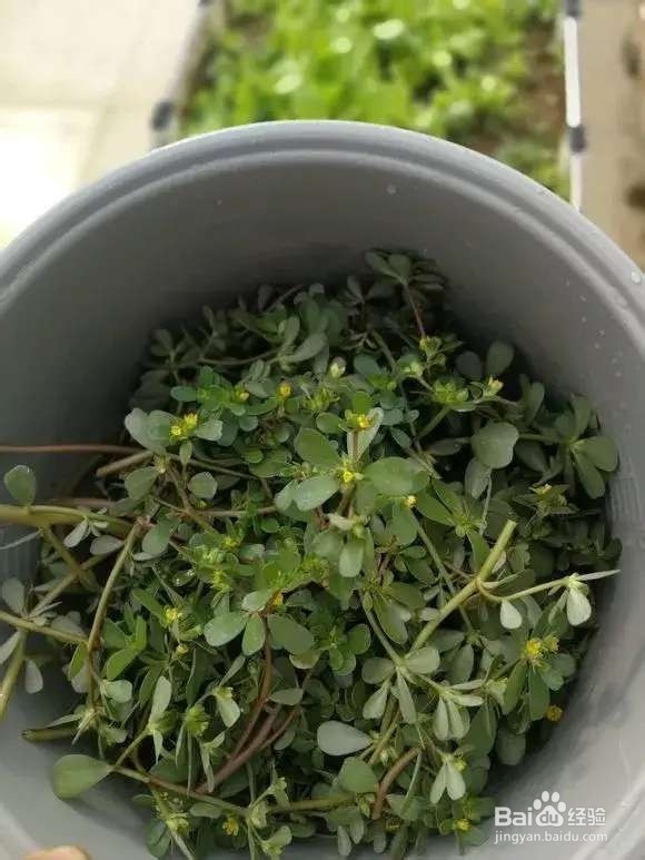 “长寿菜”别出门挖了，阳台种一点，够吃大半年