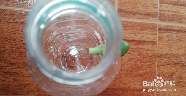 矿泉水瓶多肉叶插方法
