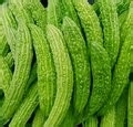 100%无毒或低毒的除虫办法