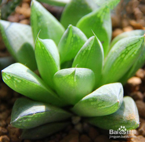 子宝的养殖方法