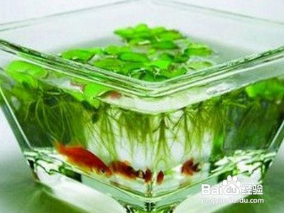 金鱼饲养方法