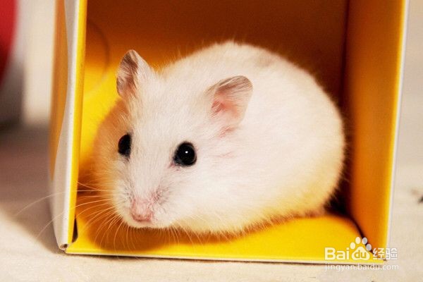 怎么能让仓鼠不打架?