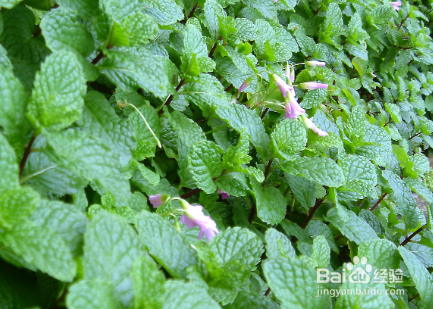 食用薄荷和不可食用薄荷怎么区分