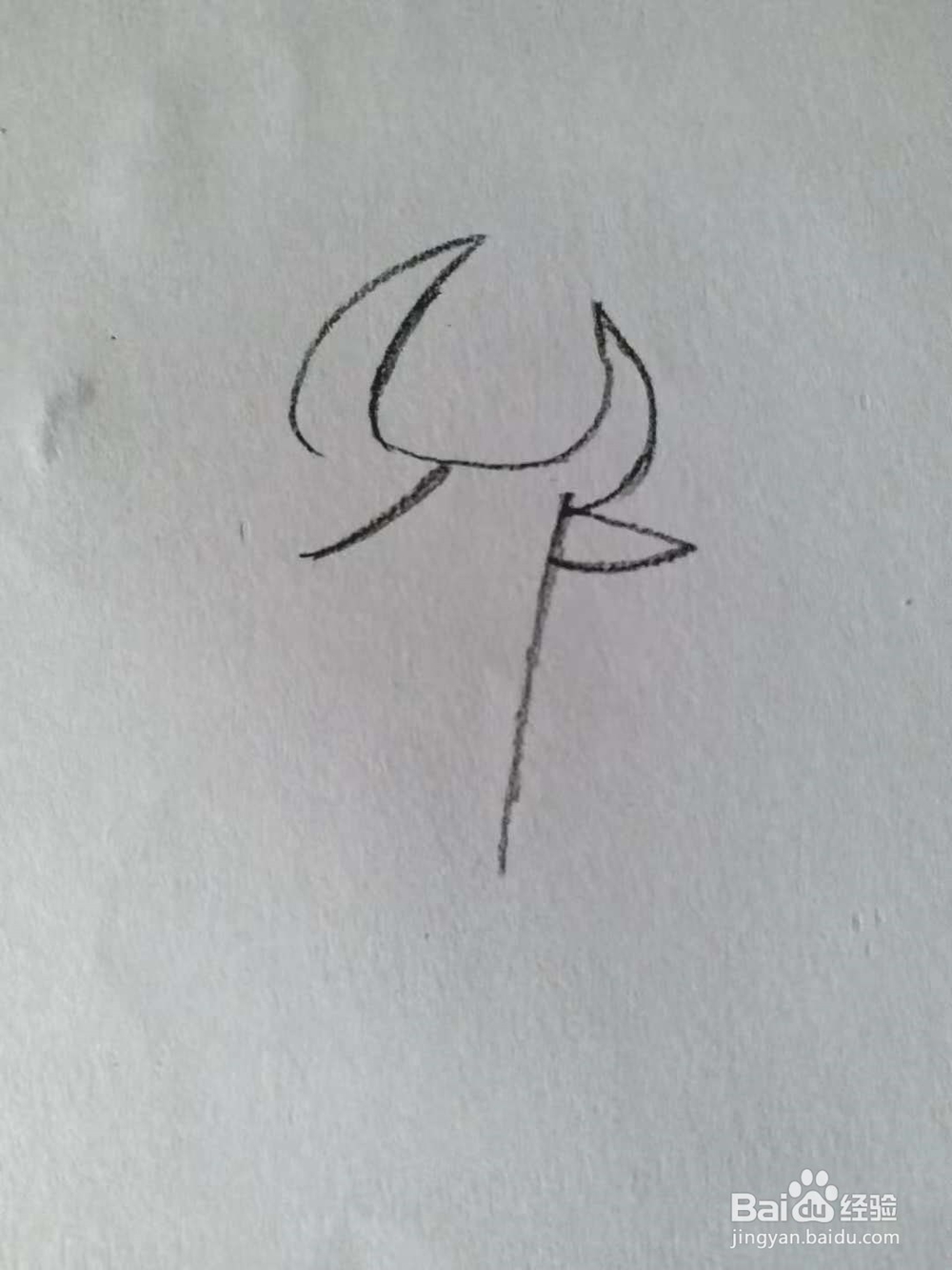 奶牛的简笔画法（三）