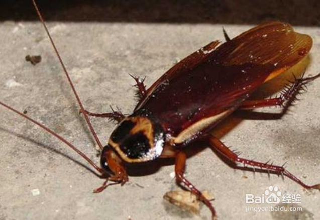 衣柜里有蟑螂怎么办