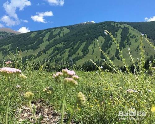 哪里的蜂蜜最好 好蜂蜜的盛产地是哪里 百度经验