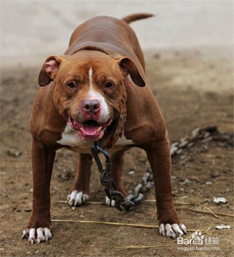 比藏獒还要凶狠强悍的竟是比特犬