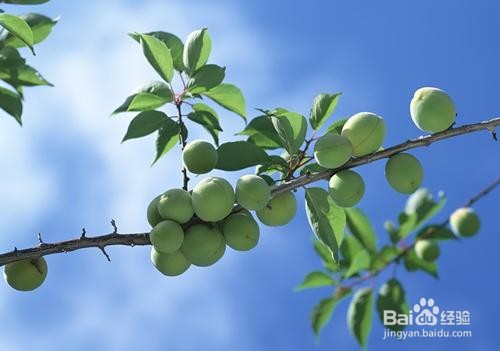 四月适合吃什么水果