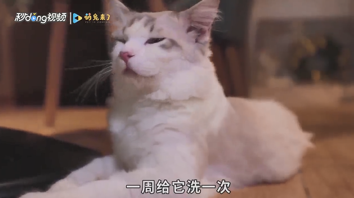 如何治疗猫咪身上的猫癣