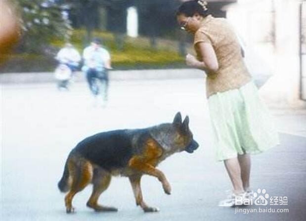 怎样对付小区里的大型犬