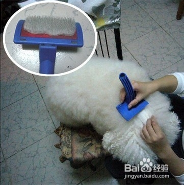 如何狗洗澡?狗狗洗澡中应哪些方面