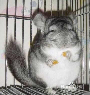 龙猫为什么是老鼠的样子？