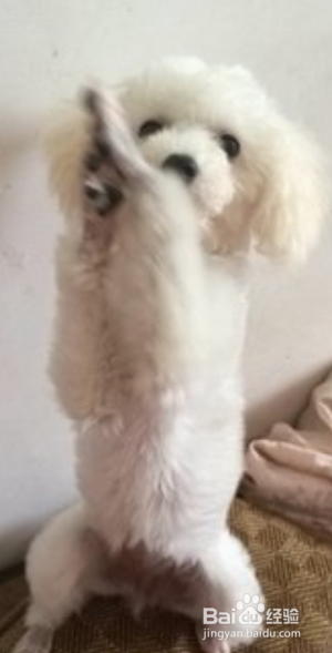 怎么教泰迪恭喜发财