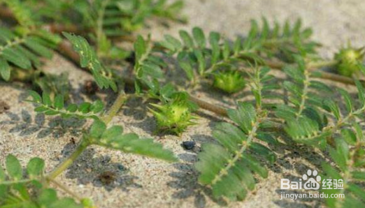 中药材白蒺藜在种植过程中怎么防治病虫害?