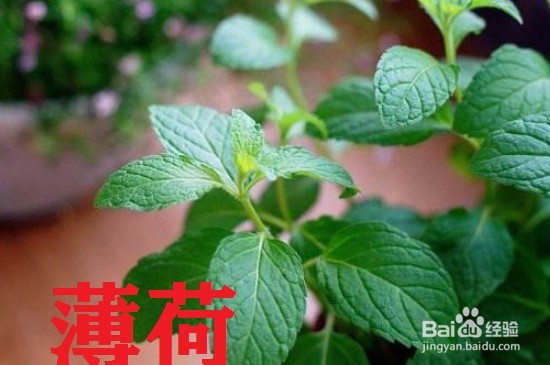 苏子与薄荷怎样分辨