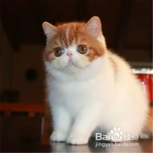关于猫,有哪些我们并不知道的知识?