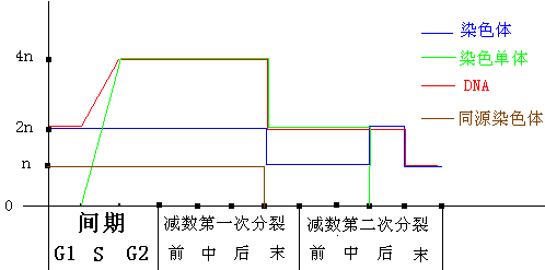求 染色体 染色单体 DNA 同源染色体 等 随着减数分裂进行的折线图！