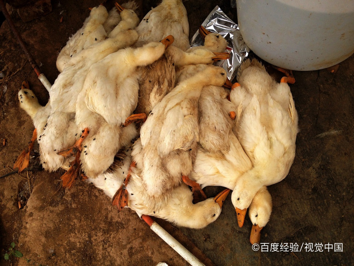 鸭子怎么去除腥味