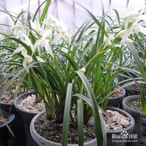 发现家里养的大雪素叶子发黄怎么办