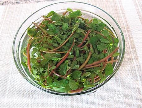 家庭自制凉拌马齿苋