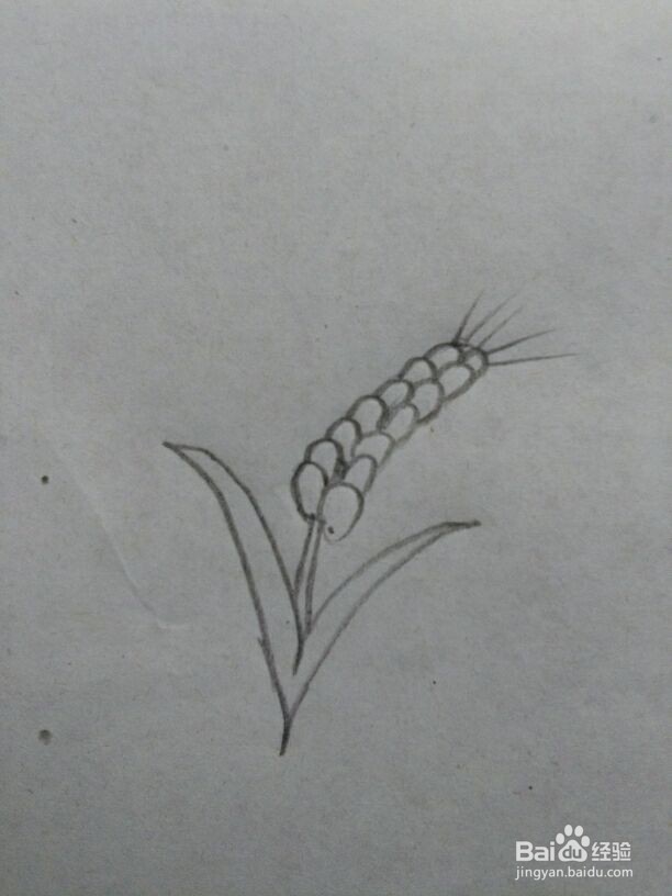 麦穗的简笔画一