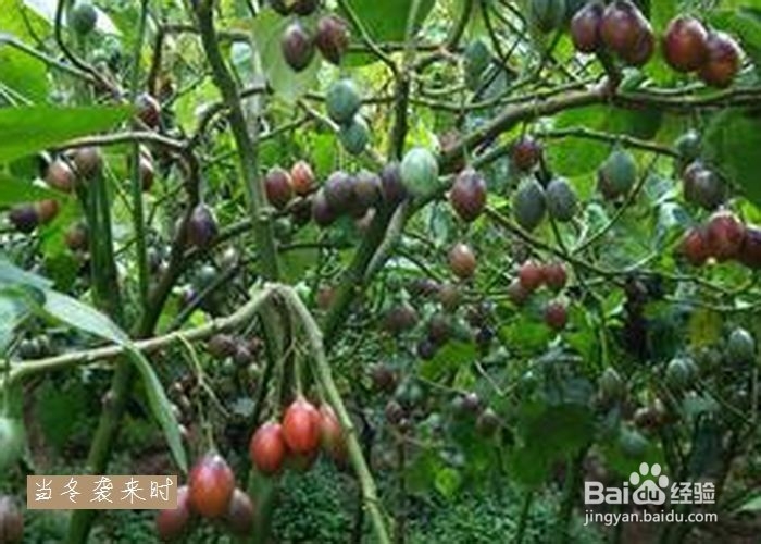 鸡蛋果怎么吃健康!