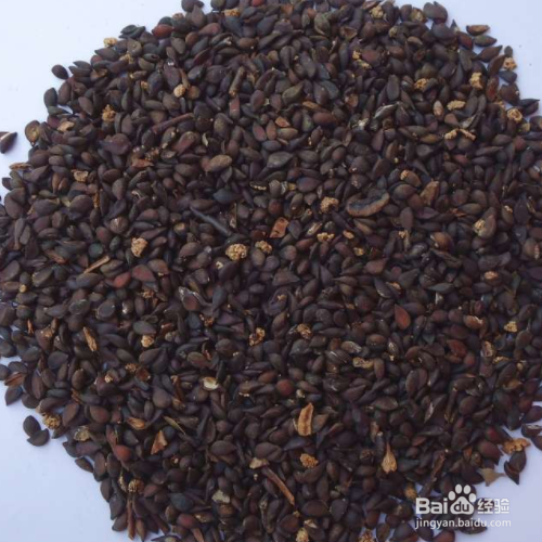 苹果籽打粉有没有剧毒