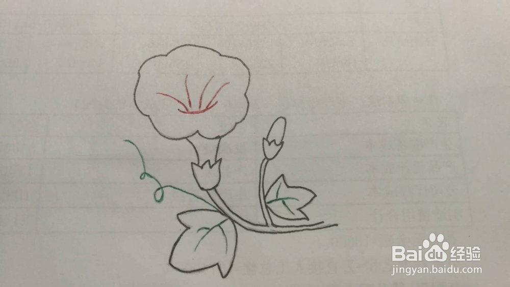 牵牛花——简笔画