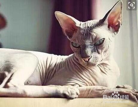 喜欢养猫怎么赚钱