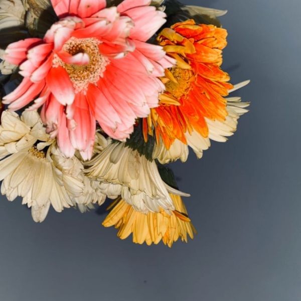 夏季海底椰雪梨冻