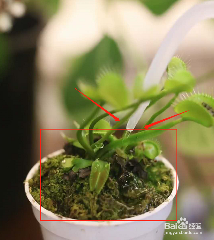 食蝇草怎么养护