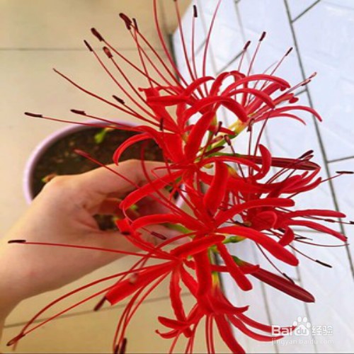 如何养好彼岸花
