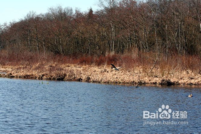 温哥华的如画春天(组图)