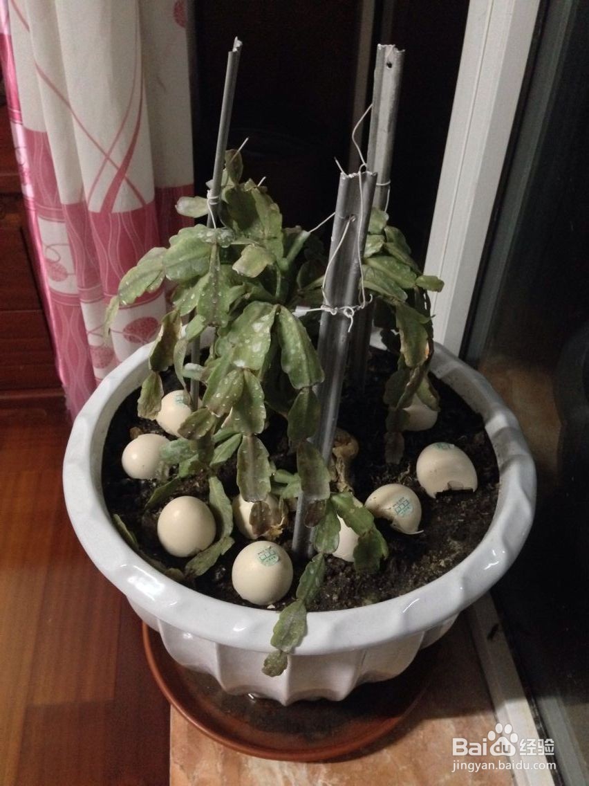 如何挽救一株垂死的植物