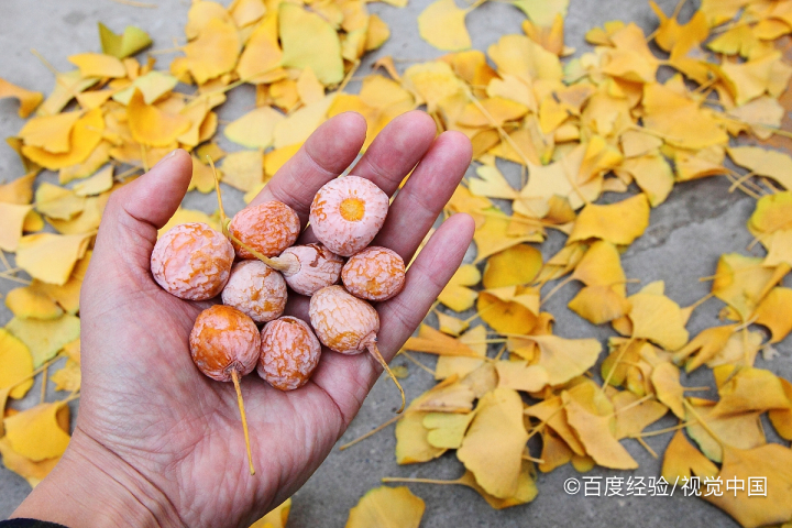 哺乳期能吃白果吗