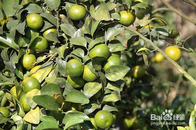 砂糖桔的着色管理及增甜的方法