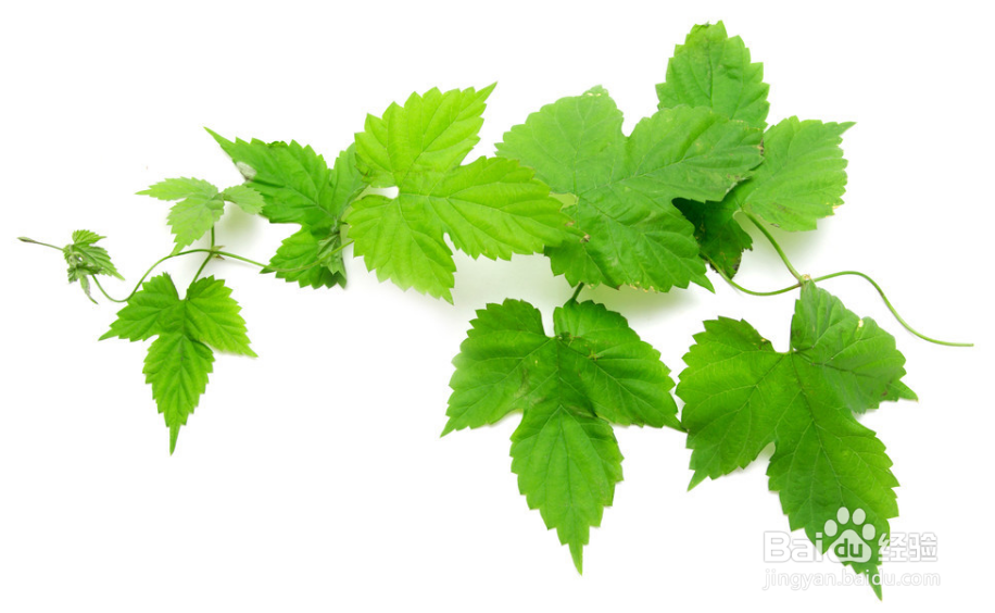 PS怎么运用铜版雕刻特效添加影像