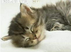 猫咪不吃饭的原因分析